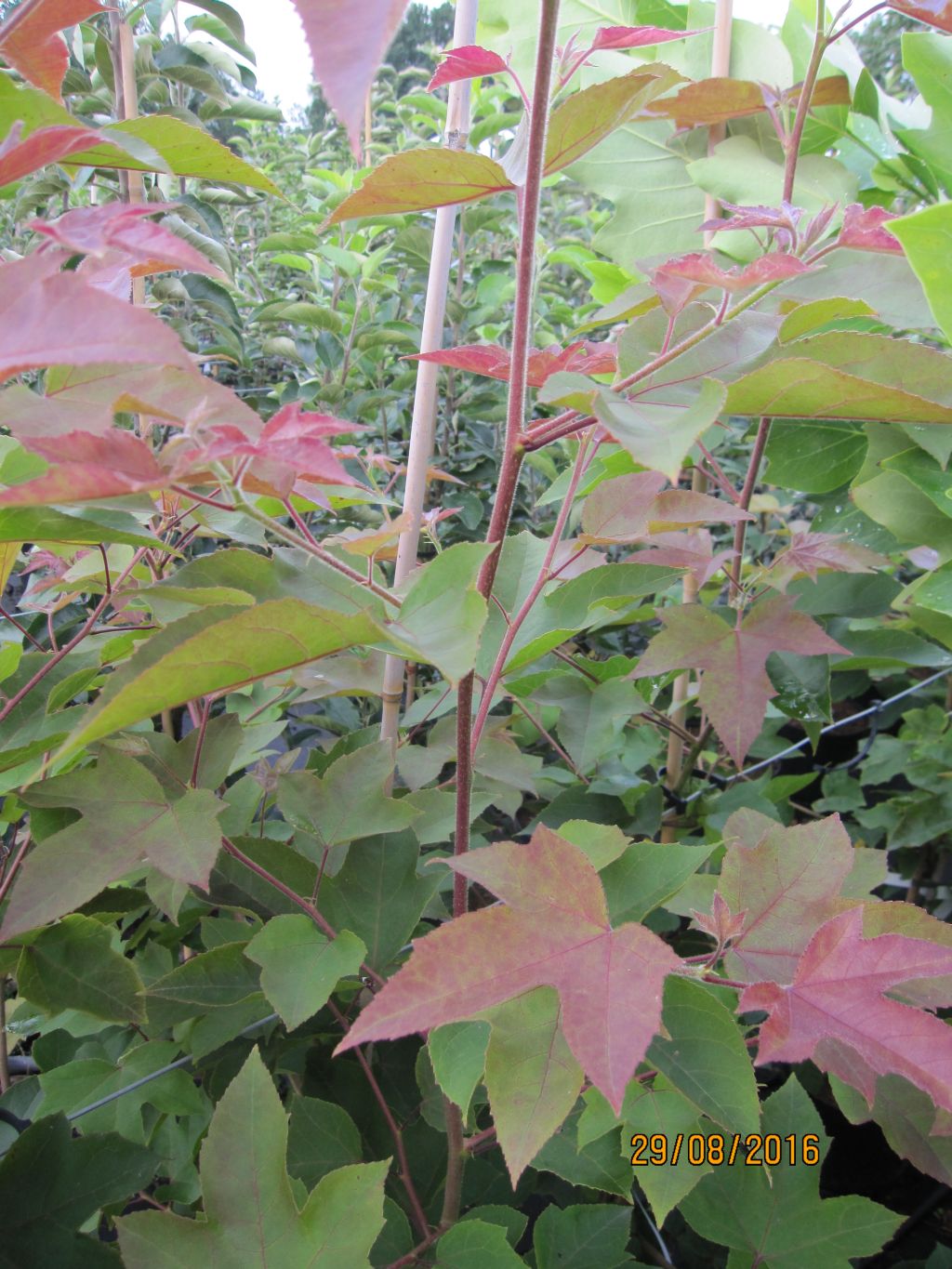 Amberbaum Ellen Liquidambar formosana Ellen